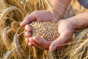 Russian wheat